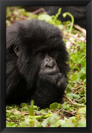 Framed Gorilla resting, Volcanoes National Park, Rwanda Print