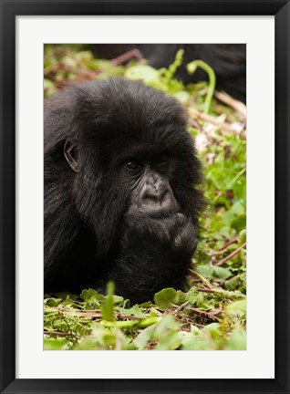 Framed Gorilla resting, Volcanoes National Park, Rwanda Print