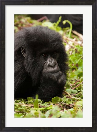 Framed Gorilla resting, Volcanoes National Park, Rwanda Print