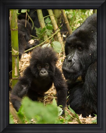 Framed Adult and baby Gorilla, Volcanoes National Park, Rwanda Print
