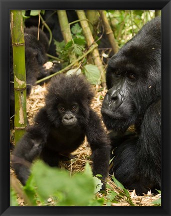 Framed Adult and baby Gorilla, Volcanoes National Park, Rwanda Print