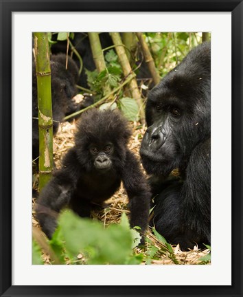 Framed Adult and baby Gorilla, Volcanoes National Park, Rwanda Print