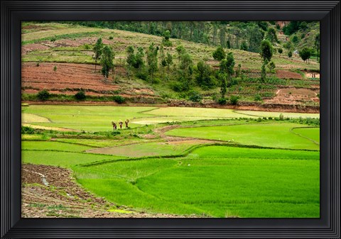 Framed People working in green rice fields, Madagascar Print