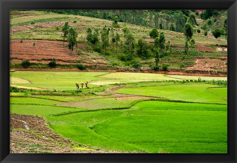 Framed People working in green rice fields, Madagascar Print