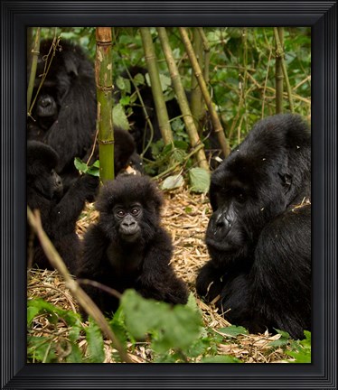 Framed Group of Gorillas, Volcanoes National Park, Rwanda Print