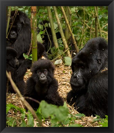 Framed Group of Gorillas, Volcanoes National Park, Rwanda Print