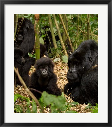 Framed Group of Gorillas, Volcanoes National Park, Rwanda Print