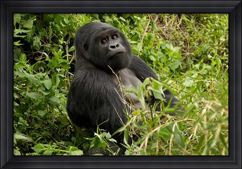 Framed Mountain Gorilla, Volcanoes National Park, Rwanda Print