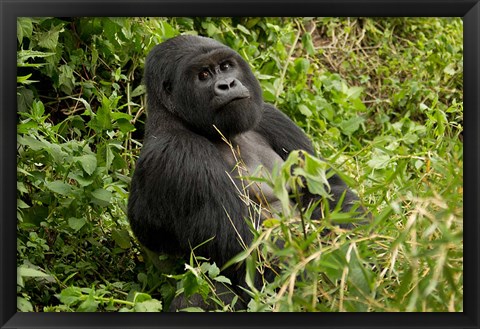 Framed Mountain Gorilla, Volcanoes National Park, Rwanda Print