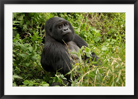 Framed Mountain Gorilla, Volcanoes National Park, Rwanda Print