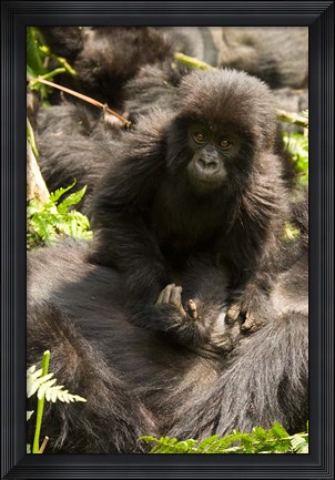Framed Baby Mountain Gorilla, Volcanoes National Park, Rwanda Print