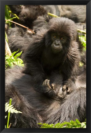 Framed Baby Mountain Gorilla, Volcanoes National Park, Rwanda Print