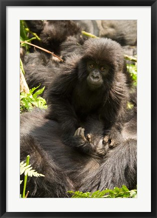 Framed Baby Mountain Gorilla, Volcanoes National Park, Rwanda Print