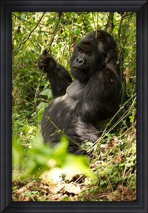 Framed Gorilla holding a vine, Volcanoes National Park, Rwanda Print