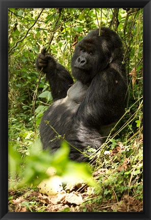 Framed Gorilla holding a vine, Volcanoes National Park, Rwanda Print