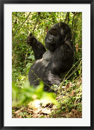 Framed Gorilla holding a vine, Volcanoes National Park, Rwanda Print