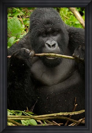 Framed Gorilla chewing, Volcanoes National Park, Rwanda Print