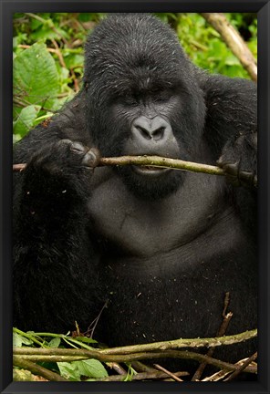 Framed Gorilla chewing, Volcanoes National Park, Rwanda Print