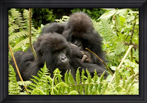 Framed Pair of Gorillas, Volcanoes National Park, Rwanda Print