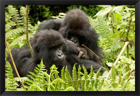 Framed Pair of Gorillas, Volcanoes National Park, Rwanda Print