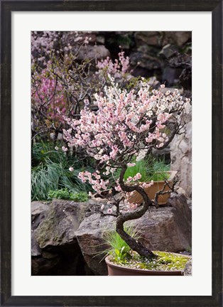 Framed Pink spring blooms on tree, Yu Yuan Gardens, Shanghai, China Print