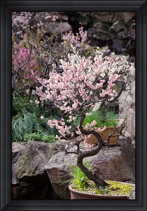 Framed Pink spring blooms on tree, Yu Yuan Gardens, Shanghai, China Print