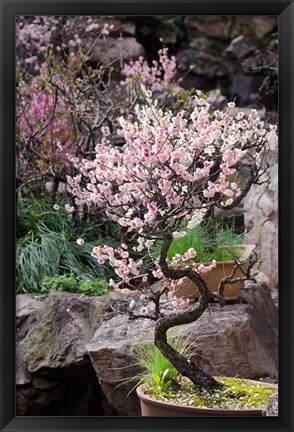 Framed Pink spring blooms on tree, Yu Yuan Gardens, Shanghai, China Print