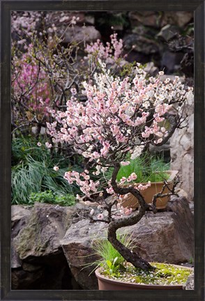 Framed Pink spring blooms on tree, Yu Yuan Gardens, Shanghai, China Print