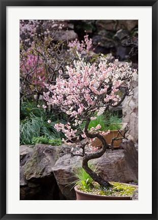 Framed Pink spring blooms on tree, Yu Yuan Gardens, Shanghai, China Print