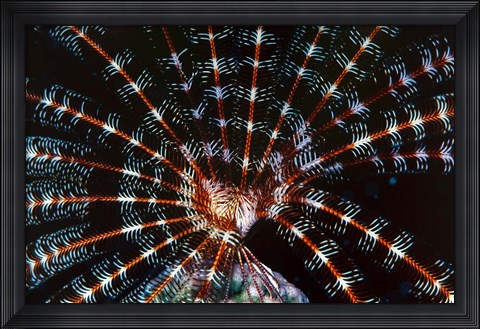 Framed Open Sea Fan, Red Sea, Egypt Print