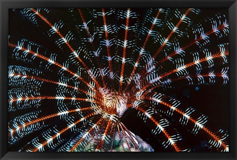 Framed Open Sea Fan, Red Sea, Egypt Print