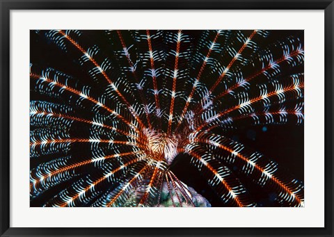 Framed Open Sea Fan, Red Sea, Egypt Print