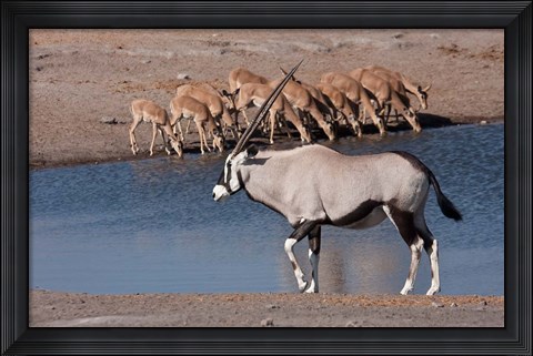 Framed Namibia, Etosha NP, Chudop, Oryx, black-faced impala Print