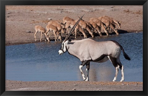 Framed Namibia, Etosha NP, Chudop, Oryx, black-faced impala Print