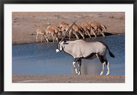 Framed Namibia, Etosha NP, Chudop, Oryx, black-faced impala Print