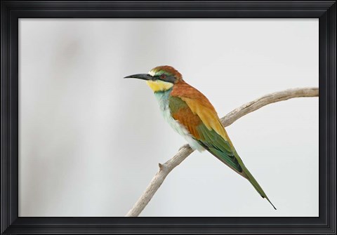 Framed Portrait of Eurasian Bee-Eater on Tree Limb, Lake Manyara, Tanzania Print