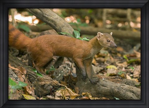 Framed N. Ringtail Mongoose wildlife, Ankarana NP, Madagascar Print