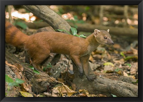 Framed N. Ringtail Mongoose wildlife, Ankarana NP, Madagascar Print