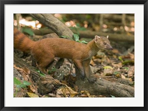 Framed N. Ringtail Mongoose wildlife, Ankarana NP, Madagascar Print