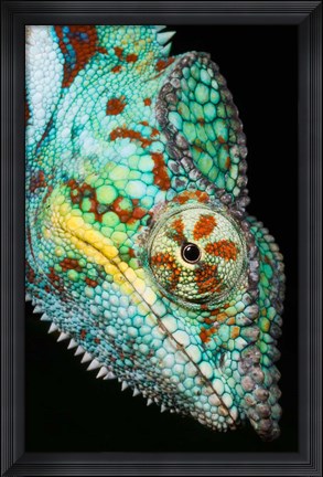 Framed Panther Chameleon, Western Madagascar Print