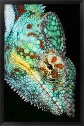 Framed Panther Chameleon, Western Madagascar Print