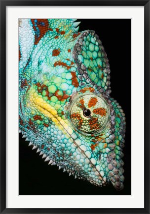 Framed Panther Chameleon, Western Madagascar Print