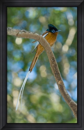 Framed Paradise-Flycatcher bird, Ankarafantsika, Madagascar Print