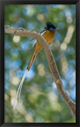 Framed Paradise-Flycatcher bird, Ankarafantsika, Madagascar Print