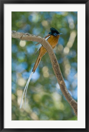 Framed Paradise-Flycatcher bird, Ankarafantsika, Madagascar Print