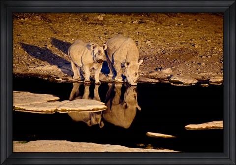 Framed Namibia, Etosha NP, Black Rhino wildlife, waterhole Print