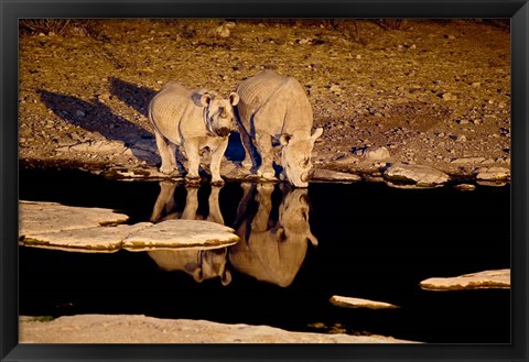 Framed Namibia, Etosha NP, Black Rhino wildlife, waterhole Print