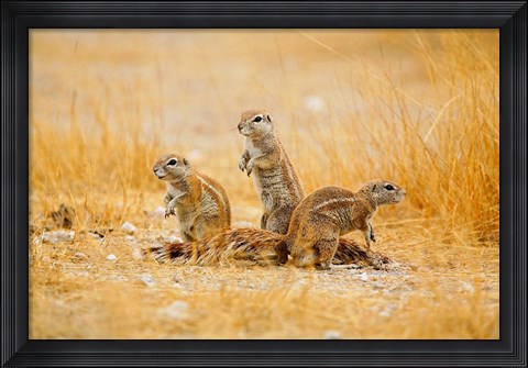 Framed Namibia, Etosha NP. Cape Ground Squirrel Print