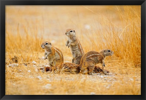 Framed Namibia, Etosha NP. Cape Ground Squirrel Print