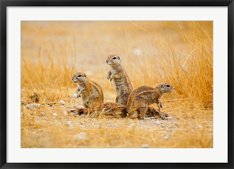 Framed Namibia, Etosha NP. Cape Ground Squirrel Print